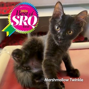 1.1K views · 34 reactions |  TIME TO VOTE — HELP CAT DEPOT WIN! ...