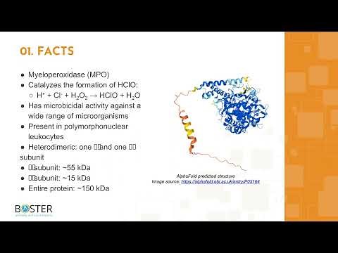 Learn MPO in 3 minutes | Myeloperoxidase