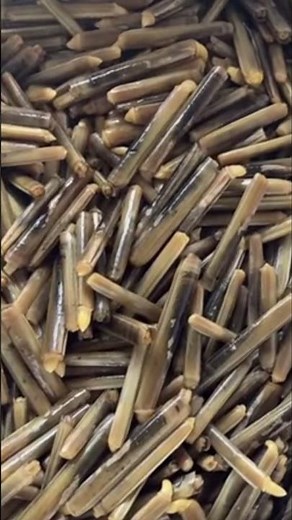 tutorial berburu kerang bambu #short #kerangbambu