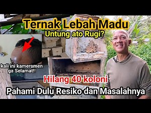Ternak lebah madu || resiko || masalah dan solusi (trigona) #bisnis #learning