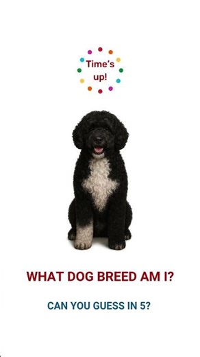 What Dog Breed Am I? | The Fisherman’s Best Friend! Can You Guess This Curly Pup?
