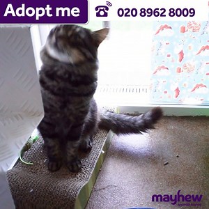 Gorgeous Fluffy certainly lives up to his name! Fluffy came to Mayhew after his owner became ill and could no longer look after him. He's a big baby who loves his food and a fuss.Could you give this big fluffball a home of his own? https://mayh.ws/adoptfluffy | Mayhew