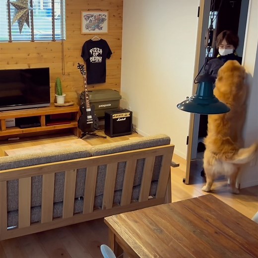 mosh324 on Instagram: "もっちゃんの、 . . 「おかえり」の興奮を鎮めるには、 . . やっぱり抱っこが手っ取り早いです。 . . . . . . ただ、 . . アラフォーおかーさんなので、 . . 心の準備といいますか、 . . 「気合」が、特に大事です。 . . . . . . 気を抜いた時が…….ほんと危ないんですよね。 . . . . おとーさんが抱っこする時も、 私が抱っこする時も、 . しっかり自分と体に「気合」をいれて、 . 自分もモッシュも、怪我をしないようにいつも気をつけていますよ。 . . . . 抱っこが大好きなモッシュのために、 これからも、 出来るだけ抱っこしてあげたいと思います♡ . . . . . . . #ゴールデンレトリバー #ゴールデンレトリバーのいる暮らし #ゴールデンレトリバーのいる生活 #大型犬のいる生活 #いぬのきもち #いぬすたぐらむ #いぬ部 #goldenretrieversofinstagram #goldenretrieverclub #goldenretrieverdog #goldenretriever