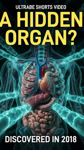A Hidden Organ Inside Your Body (Discovered in 2018) 😳| #shorts #shortsfeed #knowledgehype