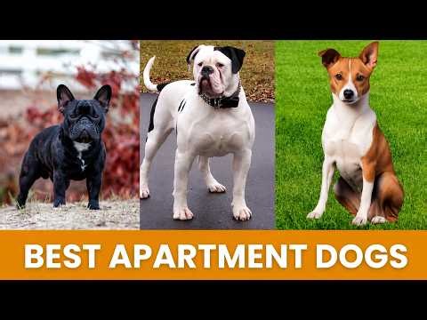 Best Apartment Dogs for Small Spaces (2026 Guide)
