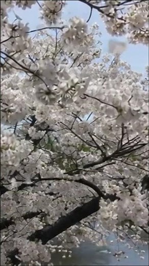 Cherry blossoms at park in Fukuoka, Japan