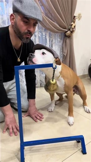 Cute Adorable Owner Dog Reation #shortvideo #shorts