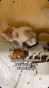 527 reactions · 27 shares | Kittens are a perfect balance between...