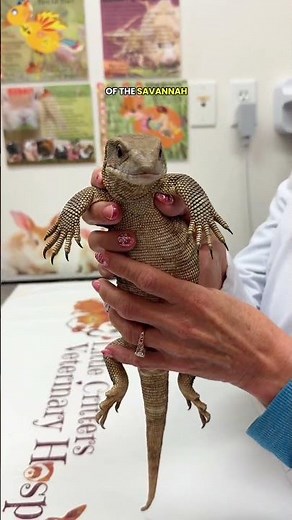 The surprising diet of Savannah Monitors