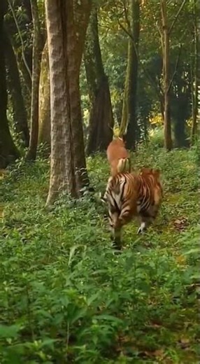 Thrilling Tiger Hunt in the Heart of the Jungle #Tiger #BigCat #shorts