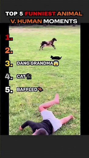 TOP 5 FUNNIEST ANIMAL V HUMAN MOMENTS