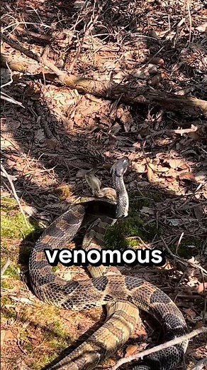 3 Dangerous Predators Secretly Lurking in the Appalachian Mountains 😳🏔️