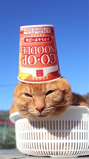 ＣＯ・ＯＰ コープヌードルトマト＆チーズ味 260316 #のせ猫 #cat #cute #kitty #ねこ #猫のいる暮らし #kitten #ネコ #cutecat