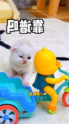Kucing Gembul Kabur Gak Mau Bayar ojek 😹 #shorts #kucinglucu #kucing