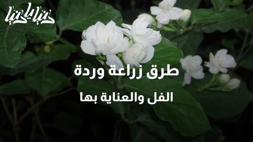طرق زراعة وردة الفل والعناية بها