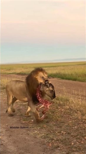 Oloimina with a heavy meal as a big price and staying away from Bilashaka brothers in Masai Mara