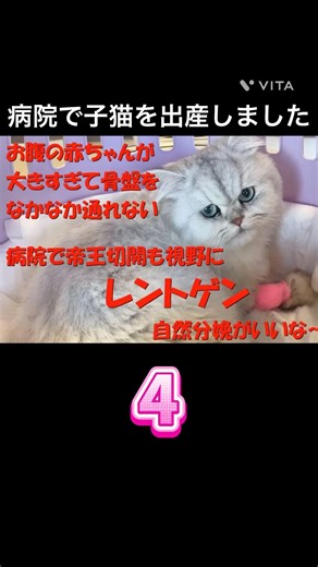 【初乳】猫の出産④ 子猫の成長記録 ペルシャ猫