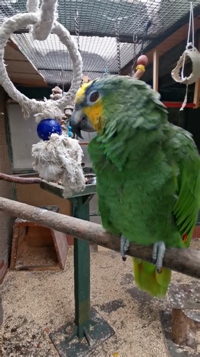 Orange Winged Amazon Parrot