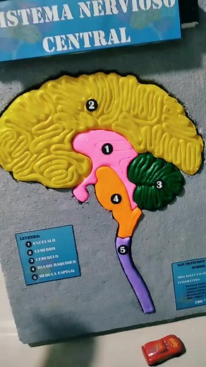 Maqueta Sistema Nervioso Central #manualidades