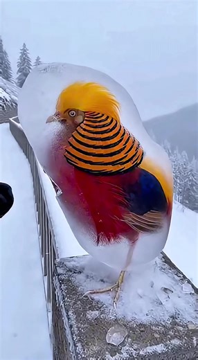 An exotic bird stood frozen in ice, its colorful wings trapped by the bitter cold ❄️🐦. The hammer man arrived and carefully broke the frozen shell—crack… crack… until the bird was free 🔨💥. With a powerful flap of its wings, the bird rose into the sky and disappeared into the wild—bright, beautiful, and free once again ✨.