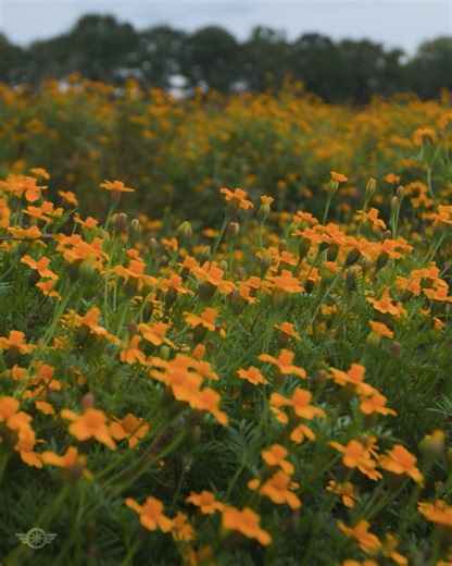 Stephen E. Ambrose walked these battlefields with the veterans who fought there. His research became D-Day, Citizen Soldiers, and Band of Brothers. It also became this tour. Our D-Day to the Rhine Tour follows the complete Allied campaign from Normandy to victory—designed by Ambrose in 1978, led today by historians who learned directly from him and the veterans themselves. This isn't just visiting sites. It's understanding what happened through the personal stories of the men who were there. Sto