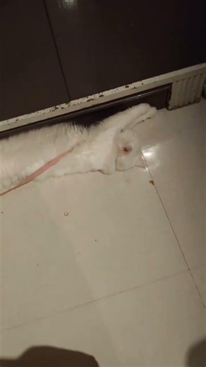 How Long Can Cat's Stay Alone at Home 👇⁉️🤗#catsafety #protectapet#animallife #catvideos #ytshorts