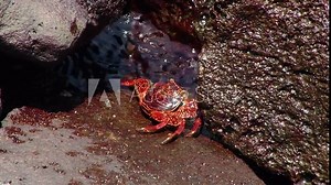 Sally Lightfoot Crab sits on a coastal rock on San Cristobal in the Galapagos