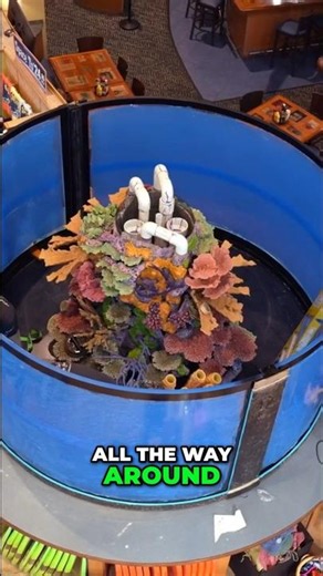 360° Fish Tank - See Fish From Anywhere! #worldwidecorals #fromourreeftoyours