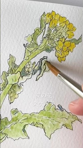 春、菜の花スケッチ #水彩 とペンにて Drawing Canola Flowers in Spring — Watercolor & Pen