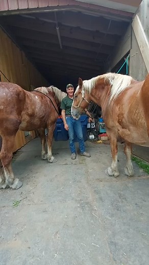 100 reactions · 136 comments | Full length 5 minute video is on our YouTube channel Elk Ravine Farm. Our Draft horses love to be washed and cooled down with our gas operated pressure washer. I find it does a great job and they love it! It's like a body massage for them! I use the softest spray nozzle, and keep it a minimum of 6" or so, away from their skin. Have a Wonderful Weekend Everyone! Jim | Elk Ravine Farm | Facebook