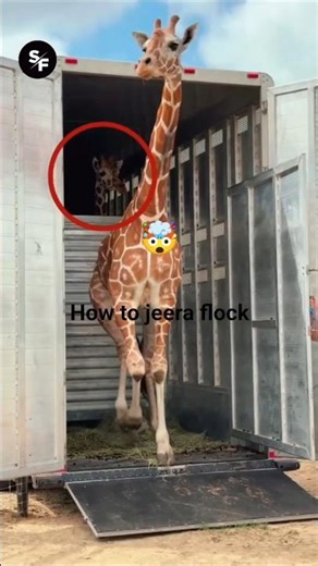 how to lock container from giraffe#trending |SOHAAN FACT'S