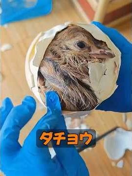 ダチョウの卵って割れないの？ #動物 #animals #動物プロダクション #セキセイインコ #自然 #癒し