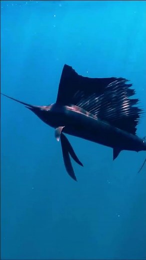 The 100 km/h Hunter: Meet the Ocean’s Fastest Fish!