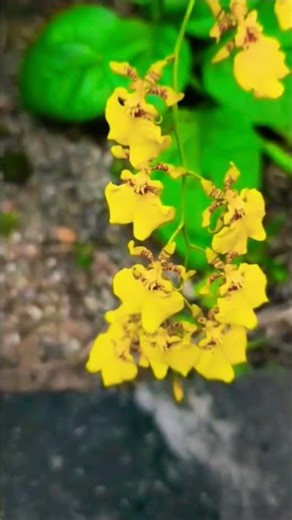 "#Kandyan #Dancer #Orchid | The Elegant Dancing Lady of Sri Lanka 🇱🇰🌸"|24 September 2025