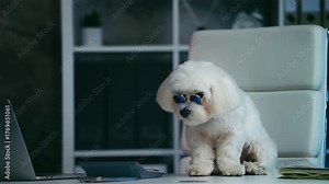 Cute dog wearing eyeglasses sitting at desk with calculator and cash, humor