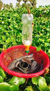 Unique Technique Busket Trap Fishing System 2025. Fish Fishing Viral Reels. #reels #shorts #fish #fishing #videos | How it Possible 3.0