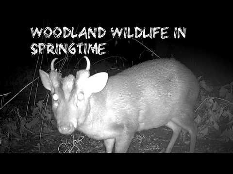 Woodland Wildlife In Springtime | ASMR | Sights And Sound Of Nature
