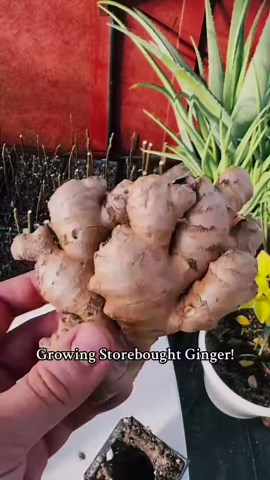 Growing tons of ginger right at home from a store bought ginger rhizome! A fun DIY garden project that’s sure to spice up your home! #FacebookReels #GingerGarden #HomegrownMagic #DIYPlanting #GreenThumbGoals #KitchenGarden #GrowYourOwnFood #PlantParenting #UrbanGardening #FacebookGarden #ReelLifeGardening #GingerLove #GreenLiving #HomegrownGoodness #ReelInspiration #GardenHack #GrowWithLove #PlantLife #FacebookViral #ReelMagic | Plant Fanatics