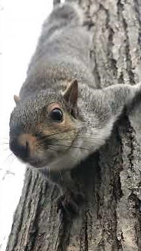 Squirrel alarm call