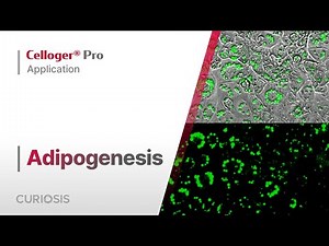 Celloger® Pro Application I Adipogenesis