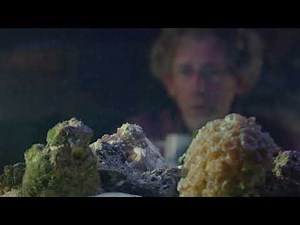 Nature Octopus Making Contact PREVIEW