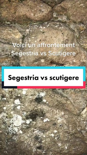 Segestria vs scutigère