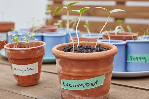 How to Grow Cucumbers From Seed