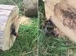 Man gets a snake shaped surprise when he cuts down a tree!
