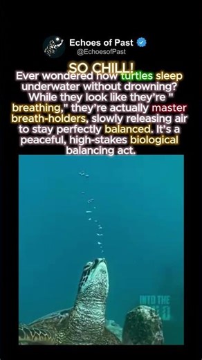 The Secret Behind Underwater Naps