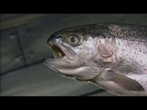 Flapjack Catches a Candy Fish