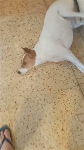 mensaje muy importante a mis youtubers favoritos @BobicraftMC y @Chakielzero2