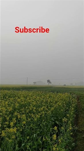 my village. আমাদের গ্ৰামের সরিষা ক্ষেত। #shorts #video #villge