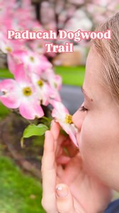 7.5K views · 43 reactions |  Every April, Paducah Creative City bursts into bloom along the Paducah Dogwood Trail! This beloved tradition showcases breathtaking dogwood trees, azaleas and spring flowers.  What's your favorite #TravelKY spot to see spring flowers? Let us know in the comments! ⬇️ ️ Family Travel Nomads | Kentucky Tourism | Facebook
