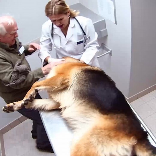 The dog gave his owner one last hug before being put to sleep—then the veterinarian suddenly shouted, “Stop!” The small clinic was silent. Leo, once a strong shepherd, lay frail on the table. Beside him stood Artem, the boy who had carried him home years ago, now saying goodbye. “You were my brother, my light,” Artem whispered, tears falling. Leo gently pressed his muzzle to Artem’s hand, as if to say, I love you. With his last strength, Leo wrapped his paws around Artem’s neck in a final hug. T